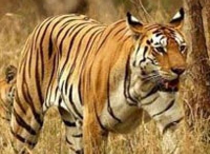 Wildlife Tour of Maharashtra