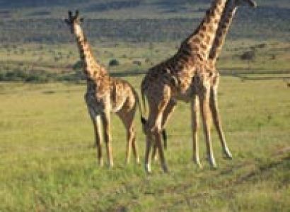 6 Days Masai Mara, lake Nakuru and Amboseli Camping safari Tour