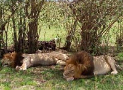 4 Days Masai Mara and Lake Nakuru Budget Joining Camping safari Tour