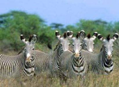 4 Days Ol pejeta Conservancy and Meru National park safari Tour
