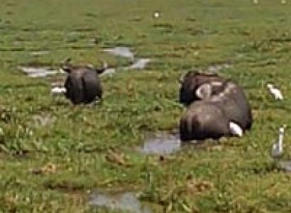 7 Days Kenya Lodge Safari Tour