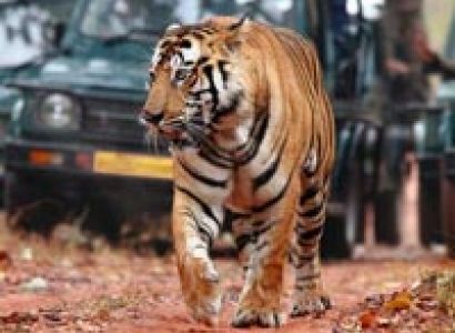 Fort & Forest (Jaipur 2N - Ranthambore 2N) Tour