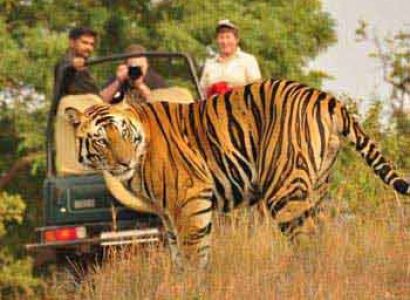 Jungle India Tour Package