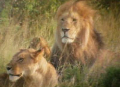 3 Days Tanzania Camping Safari Tour