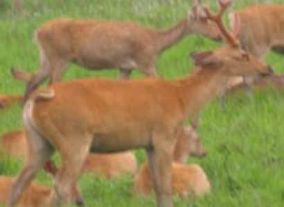 Wildlife Circuit Tour