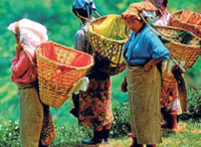 Darjeeling - Kalimpong Tour
