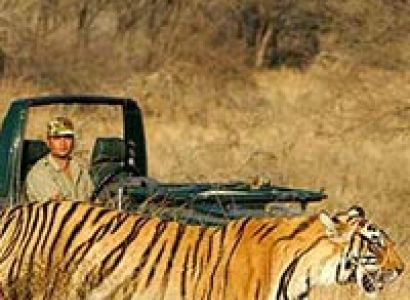 Delhi - Agra - Ranthambore - Jaipur Tour
