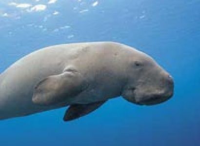 Simply Andamans 5N/6D (Summer Special) Tour