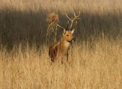 Indian Experience - Wildlife tour