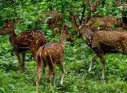 Short Escape to Periyar Tour