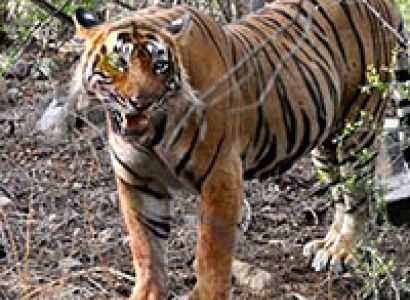 Golden Triangle with Ranthambhore Tour 
