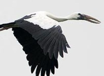 Taj Mahal with National Park Tour Package 