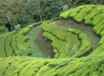 Enchanting Kerala Package