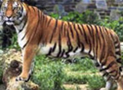 Rajasthan Tiger Tour