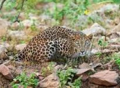 Short Escape to Kabini Tour