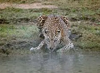 Short Escape to Kabini Tour