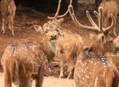 Odisha Tour Package 6 Night - 7 Days