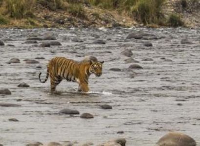 Corbett Wildlife Tour Package