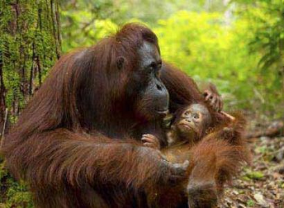 Handpicked Borneo 10N/11D Package