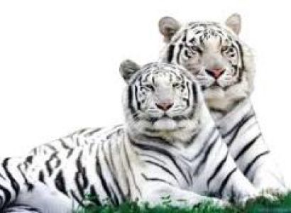 White Tiger Safari Mukundpur Rewa