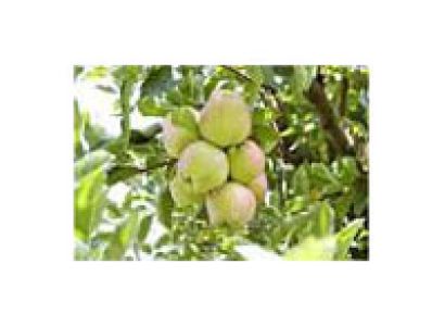 Kashmir Tour Package 8 Days