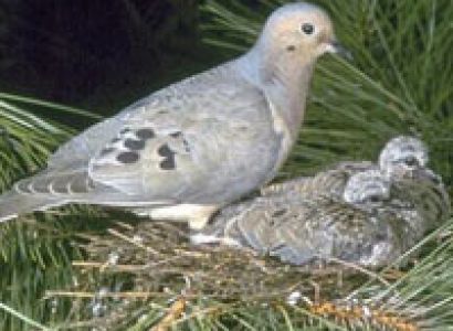 Sundarban Tour Package Tour Kolkata