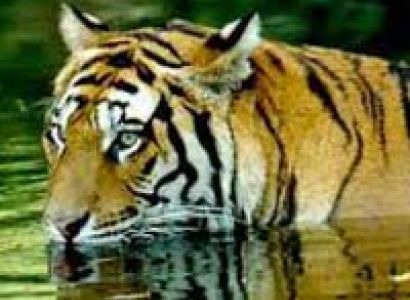 Nainital with Corbett Tour (Family Special)