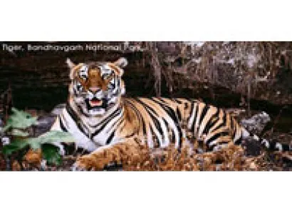 Tigers of The Central India With Golden Triangle