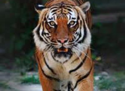 Corbett National Park