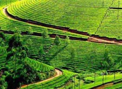 Kochi - Munnar Tour