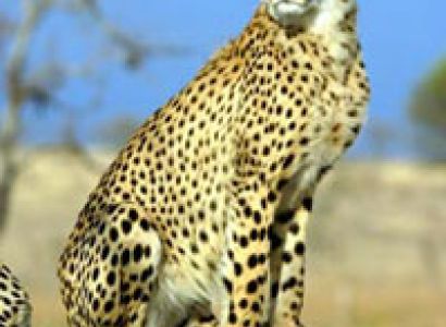 6 Days Masai Mara - Naivasha - Amboseli Tour