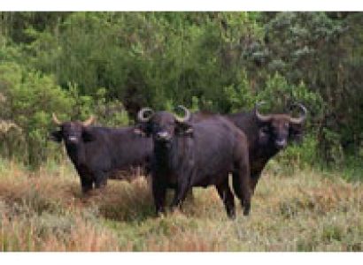 5 Days Masai Mara/Nakuru/Bogoria/Baringo Tour