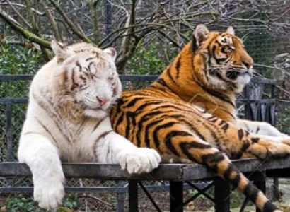 Fun in Thailand Tour