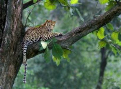 South India Wildlife Tour
