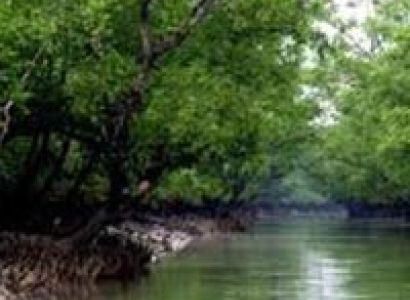 Stay With Tigers of Sunderban Tour