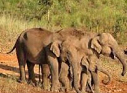 Short Escape to Sundarbans Tour