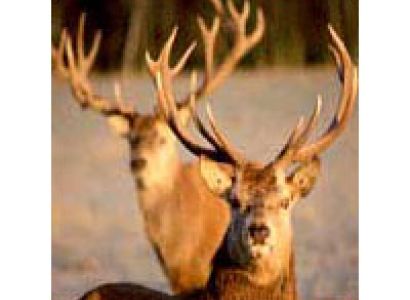 Indian Wildlife Tour Packages