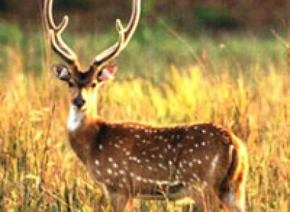 Jim Corbett National Park Tour