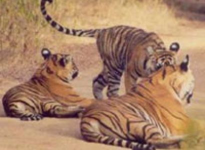 Ranthambore National Park Tour