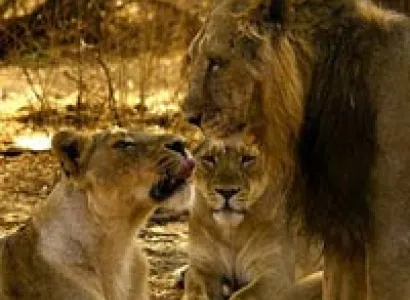 Western Wildlife Tour