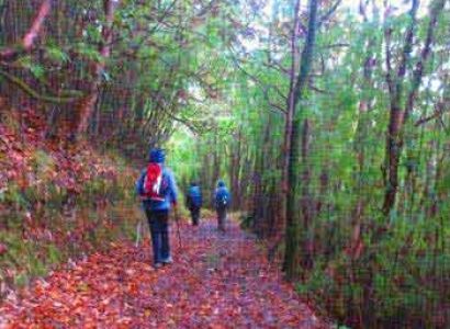 Himalayan Rhodendron Trek Package