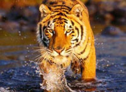 Delhi - Corbett National Park - Delhi