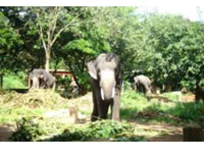 11 Days Wildlife Tour