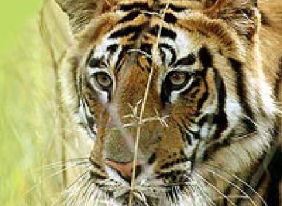 12 Days Tiger Wildlife Tour