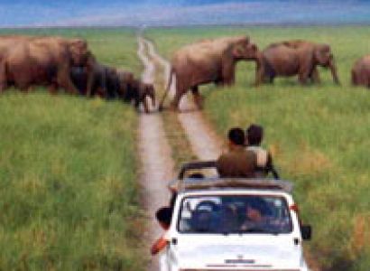 Indian Wildlife Tour Packages