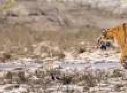 12 Days MP Pilgrim And Wildlife Tour