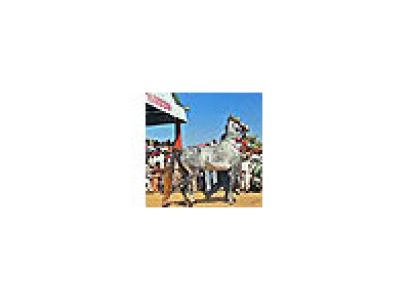 Rajasthan Adventure Horse Safari Tours