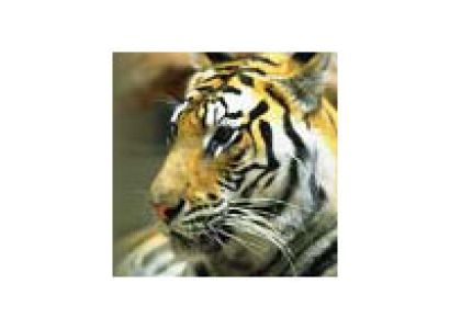 Rajasthan Wildlife Tour