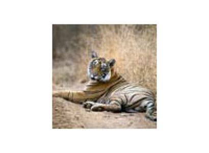Tiger Tour of Rajasthan