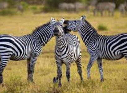 Classical with Wildlife Tours Package